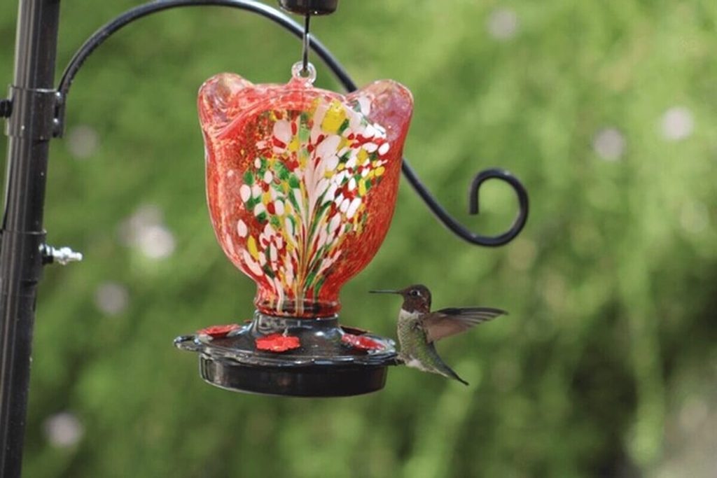 hummingbird feeding at a glass nectar feeder