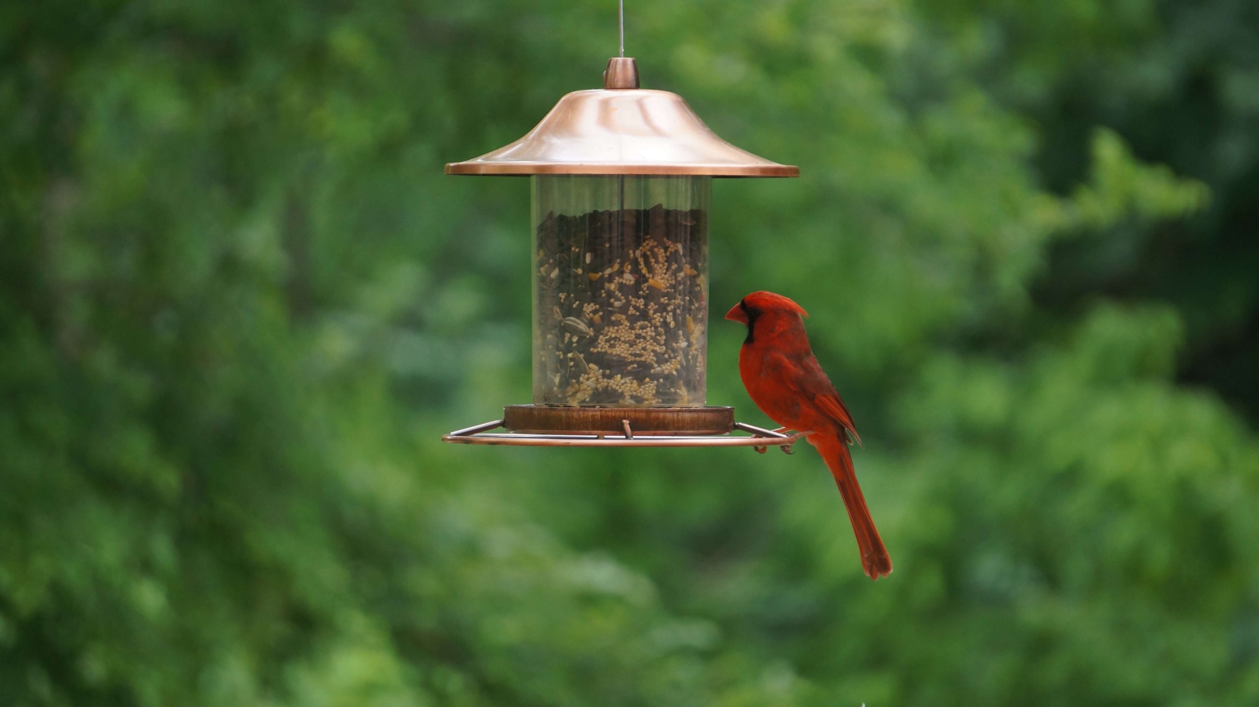 male northern cardinal perched on a platform bird feeder