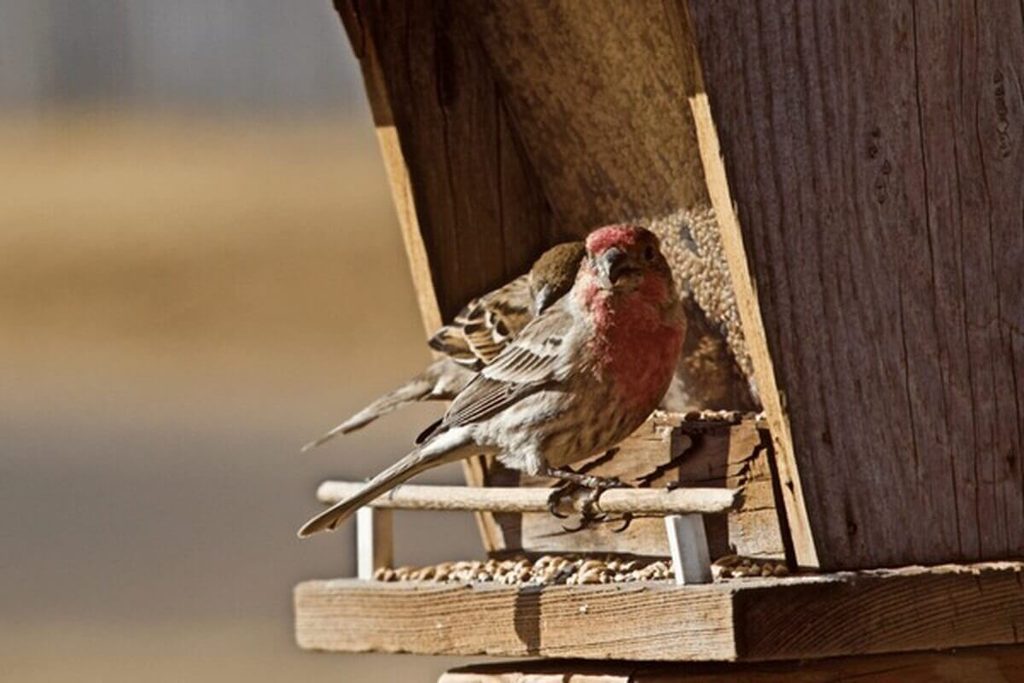 flock of house finches feeding together